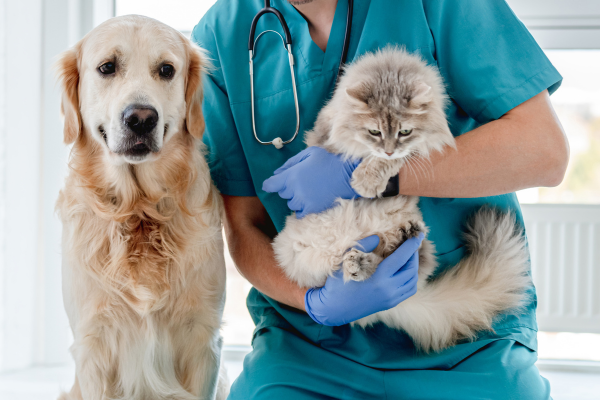 Vet holding a cat next to a dog