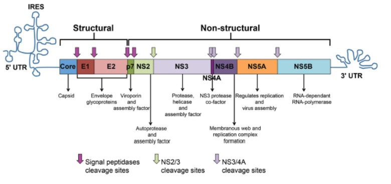 HCV Genome and Polyprotein