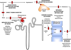 hyperkalemia kidney renal acidosis pathophysiology potassium aldosterone tubular evaluation regulation angiotensin renin figure management system excretion pathogenesis master class curriculum