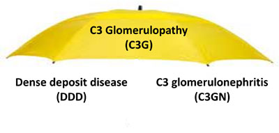 C3 glomerulopathy