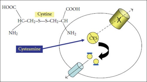 Cystine-Depleting Effect of Cysteamine