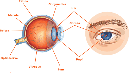 Diagram Of Your Eye Choice Image - How To Guide And Refrence