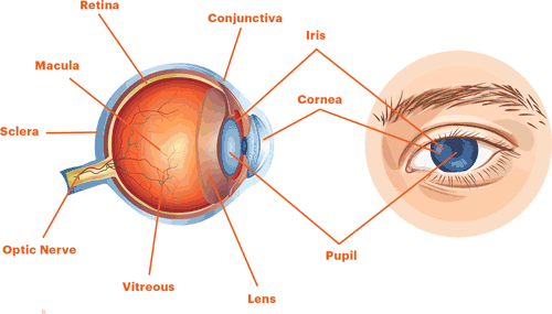 Retina Issues: What are the Symptoms?