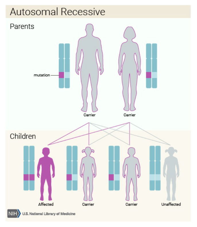 Inherited Kidney Diseases Types And Testing National Kidney Foundation