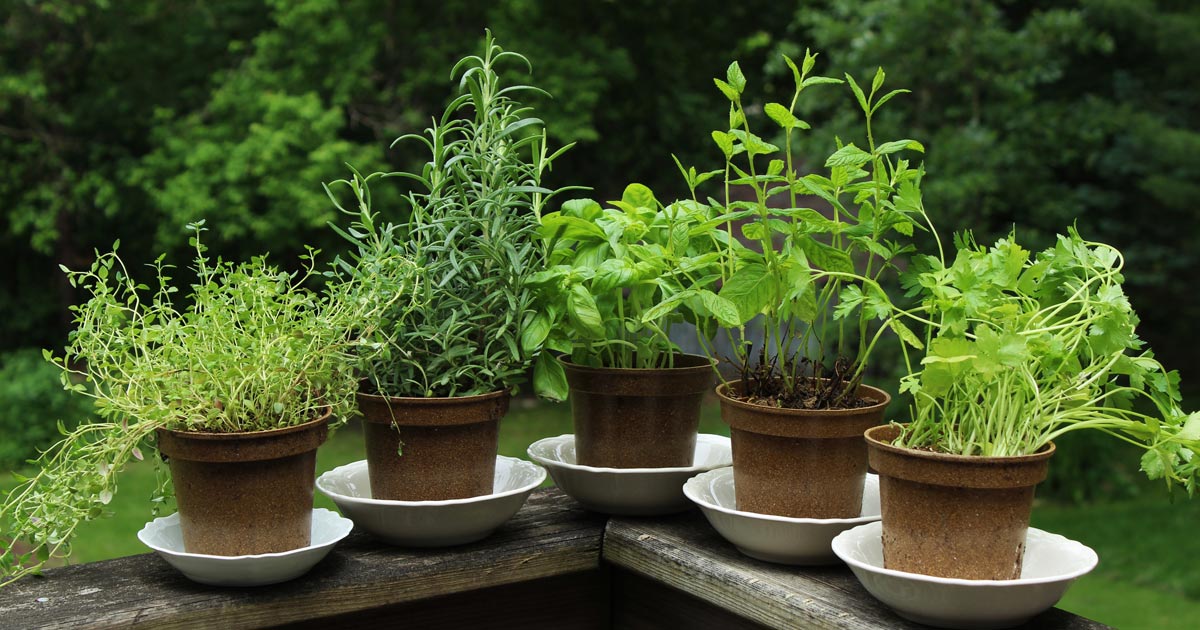 pots of fresh herbs