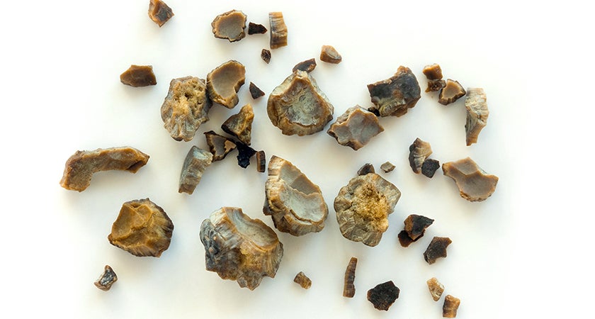 can dogs pass bladder stones