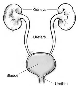 write an essay on kidney