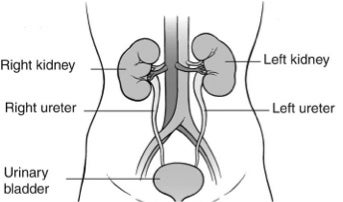 Imagen ilustrativa de los riñones