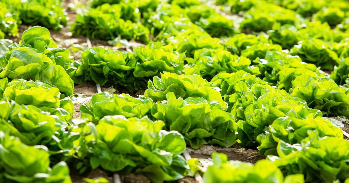 Leafy Green Vegetables | National Kidney Foundation