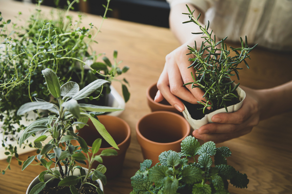 Planting herbs inside