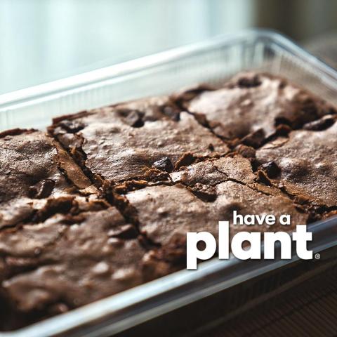 Chocolate Zucchini Brownies, Have a Plant logo