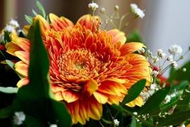 orange flower