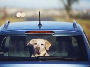 dog at the back of the car 