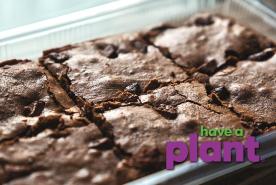 Rich and fudgy chocolate zucchini brownies, Have a Plant sponsor logo