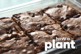 Chocolate Zucchini Brownies, Have a Plant logo