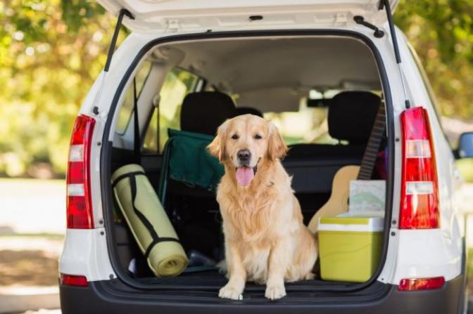 Best Vehicle in 2019 For Dog Owners - Kidney Car 
