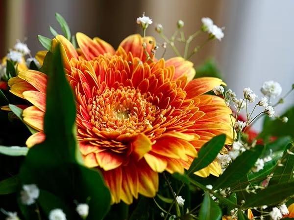 orange flower