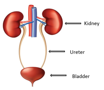 Geography new Zealand refer Hematuria (Blood in Urine) | National Kidney Foundation