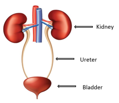 urinary tract